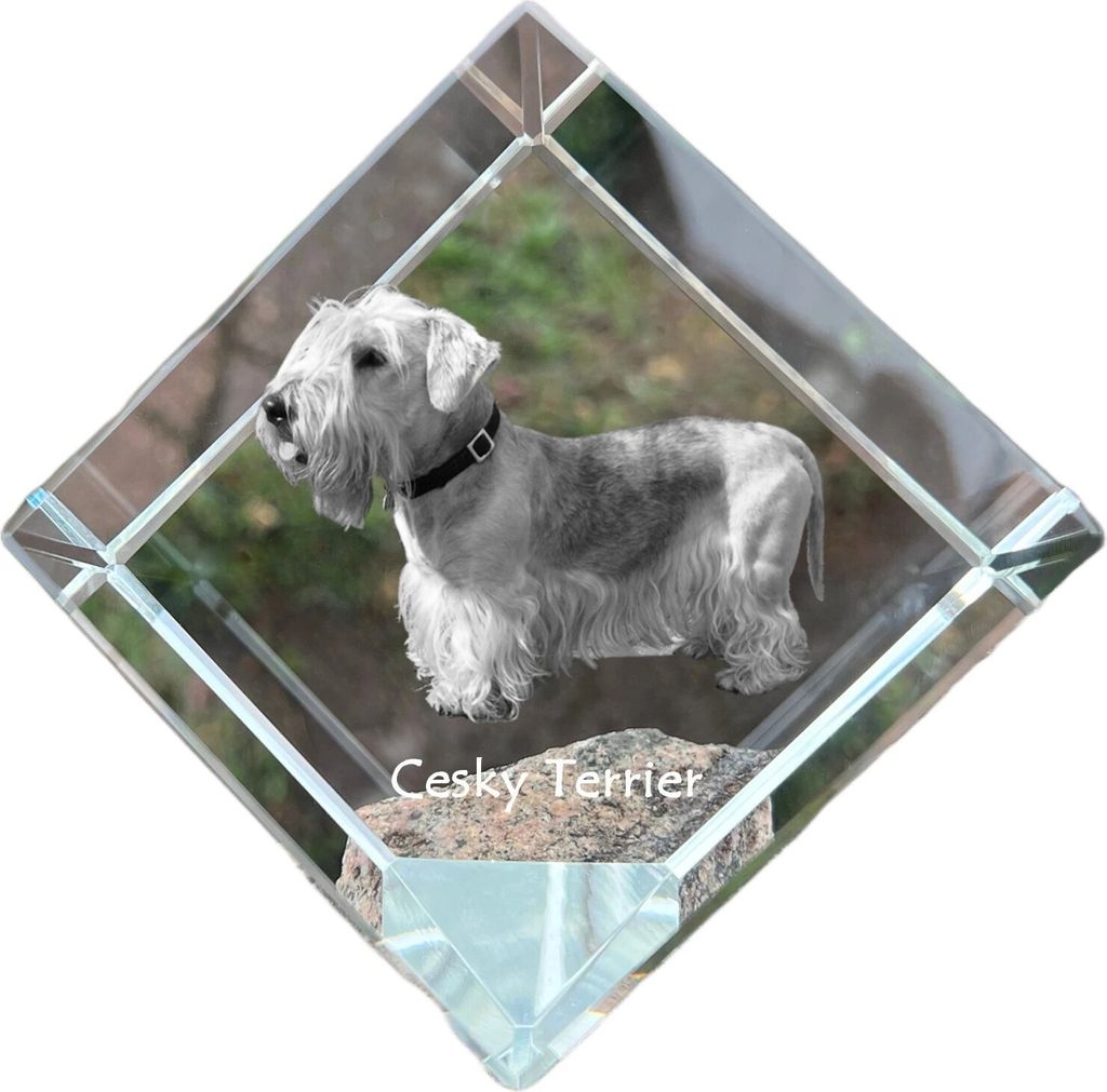 Tschechischer Terrier, Böhmischer Terrier, Český Teriér - Kristallwürfel mit Bild, Pferdebild im Kristall, sechseckiger Papierclip der Marke...