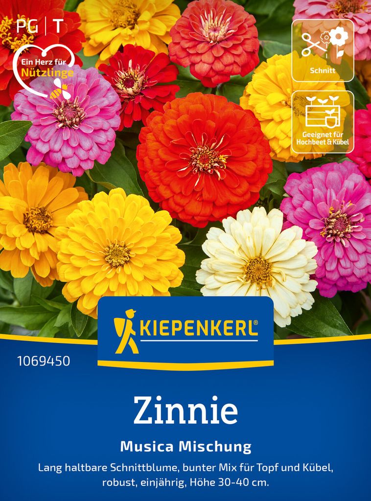 Kiepenkerl Zinniensamen Musica 15 Pflanzen