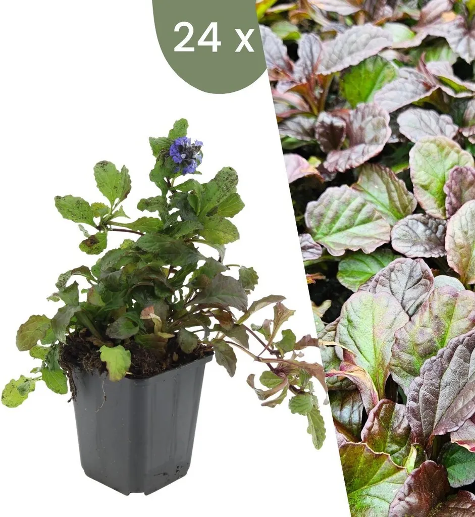 Stop aux Mauvaises Herbes : 24 Ajuga reptans Couvre-sol Anti-Adventice