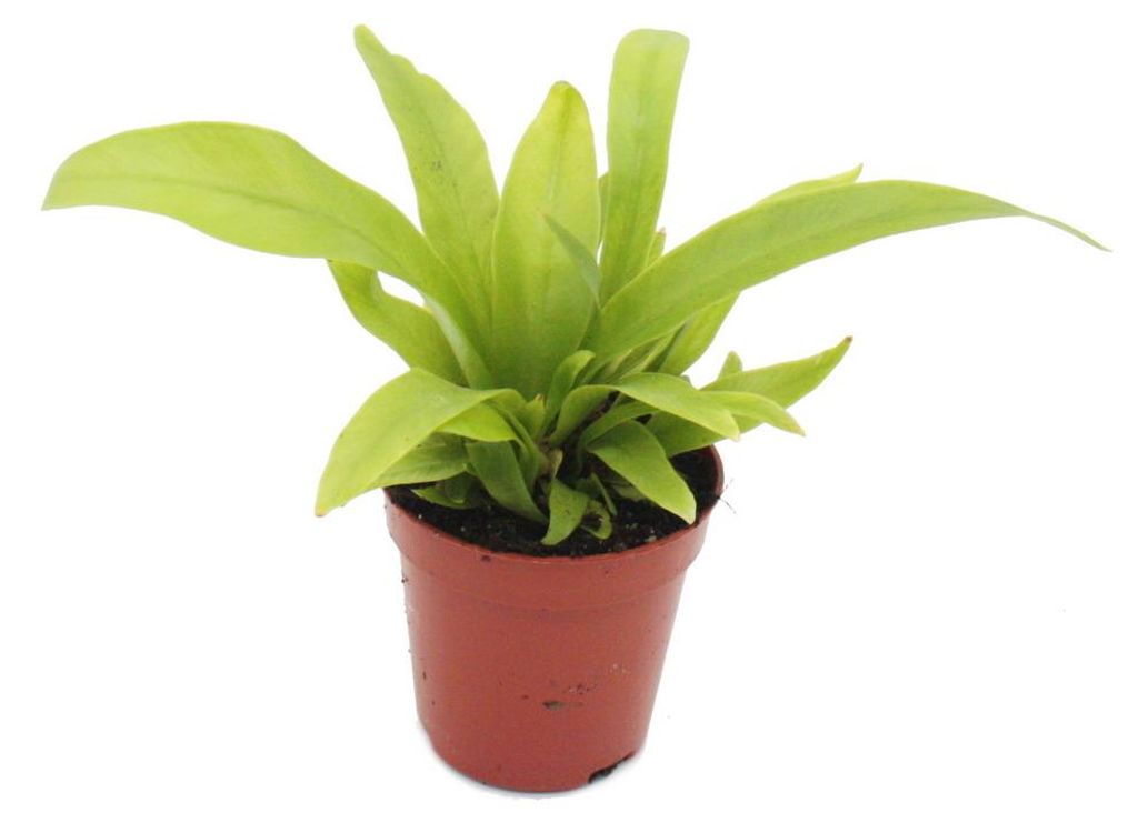 Mini rastlina Asplenium antiquum (papraď hniezdová) Ideálna Obrázok produktu 