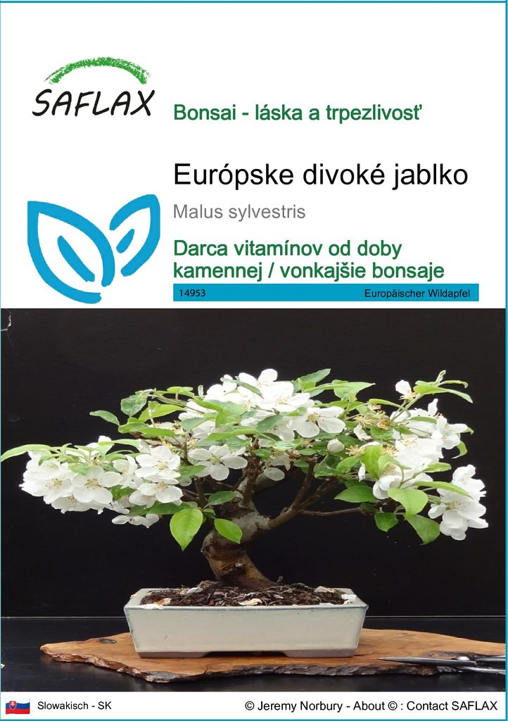 SAFLAX - Európske divoké jablko - Malus sylvestris - 30 Obrázok produktu 