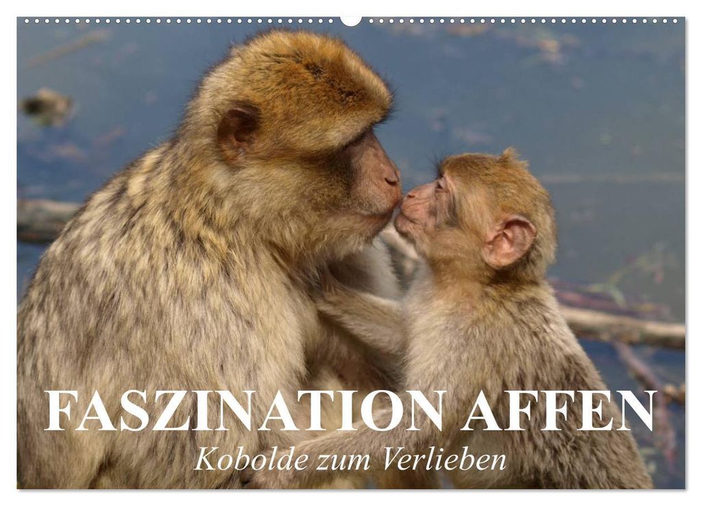 Faszination Affen. Kobolde zum Verlieben (Wandkalender 2027 DIN A2 quer), CALVENDO Monatskalender