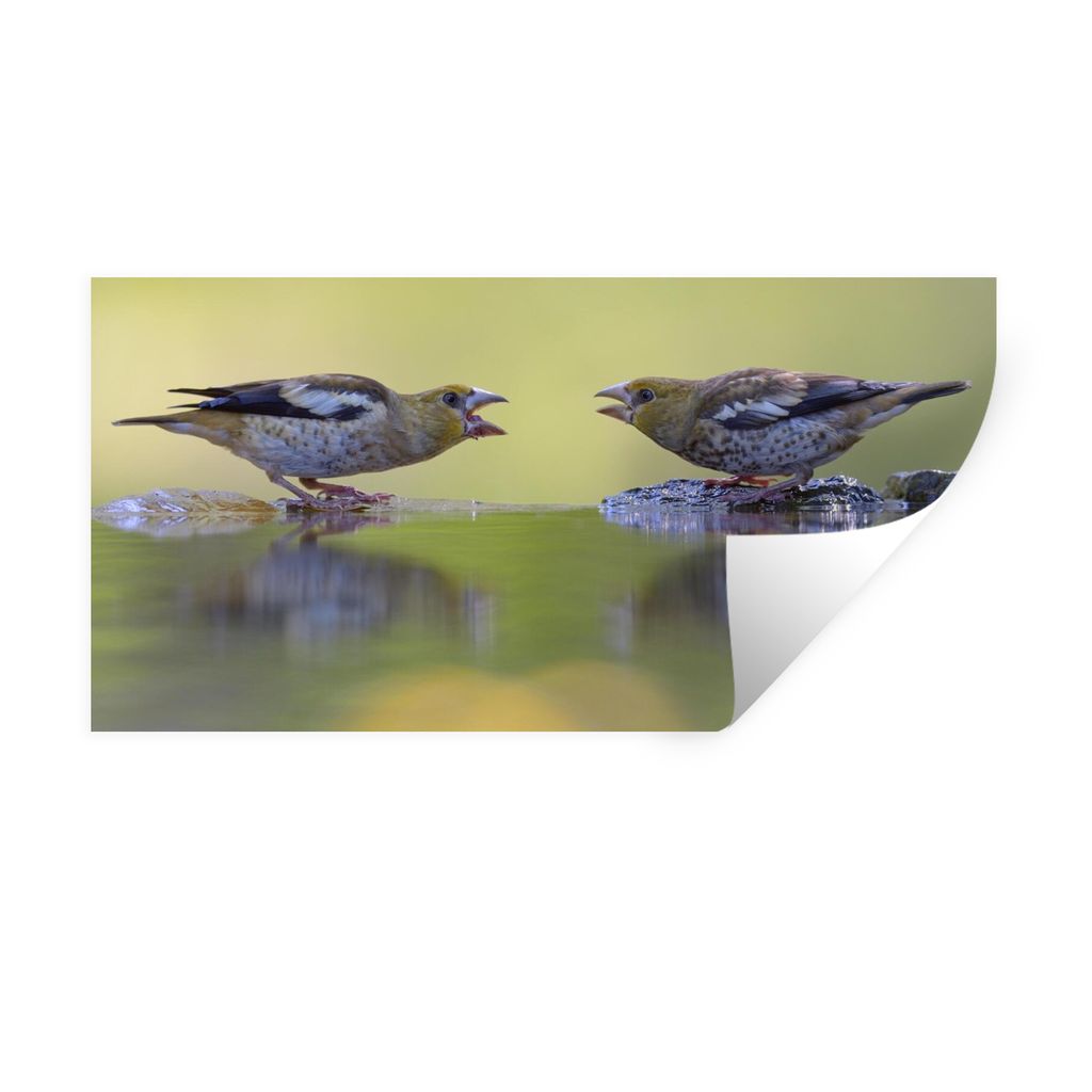 MuchoWow Wandtattoo Wandsticker Wandaufkleber Vogeltränke - Vogel - Wasser 80x40 cm Selbstklebend und Repositionierbar - Aufkleber