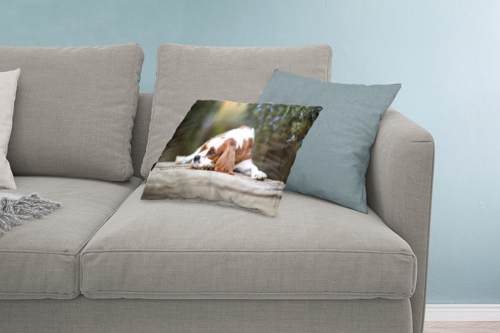 MuchoWow Zierkissen Sofakissen Wohnzimmer Dekokissen 60x40 cm Cavalier King Charles Spaniel auf einem Holztisch liegend - Kopfkissen - Polster mi...
