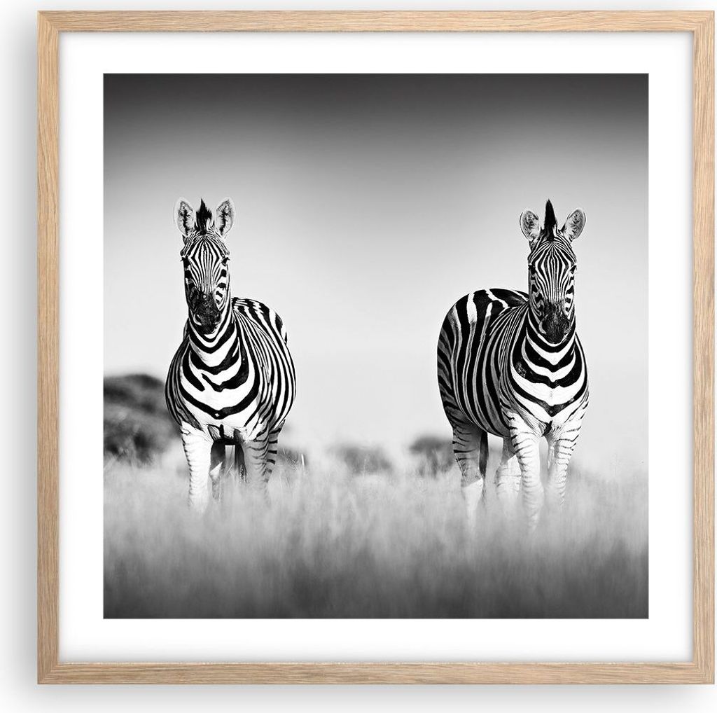 Gerahmtes Poster - Rahmen in heller Eiche - Zebras Fotografie Schwarzweiß - 50x50 cm - Wand Bild - Wanddeko - Wandbilder - Kunstposter - Wandposte...