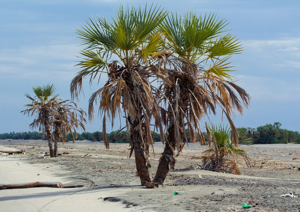 hansepuzzle 79038 - Palmen Puzzle, 260 Teile, Natur, 41,0 x 28,0cm mit hochwertiger Aufbewahrung, Kartonbox und wiederverschließbarem Beutel