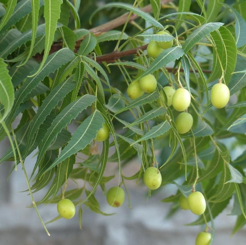 Neem (Azadirachta indica)  - 5 Samen Produktbild 