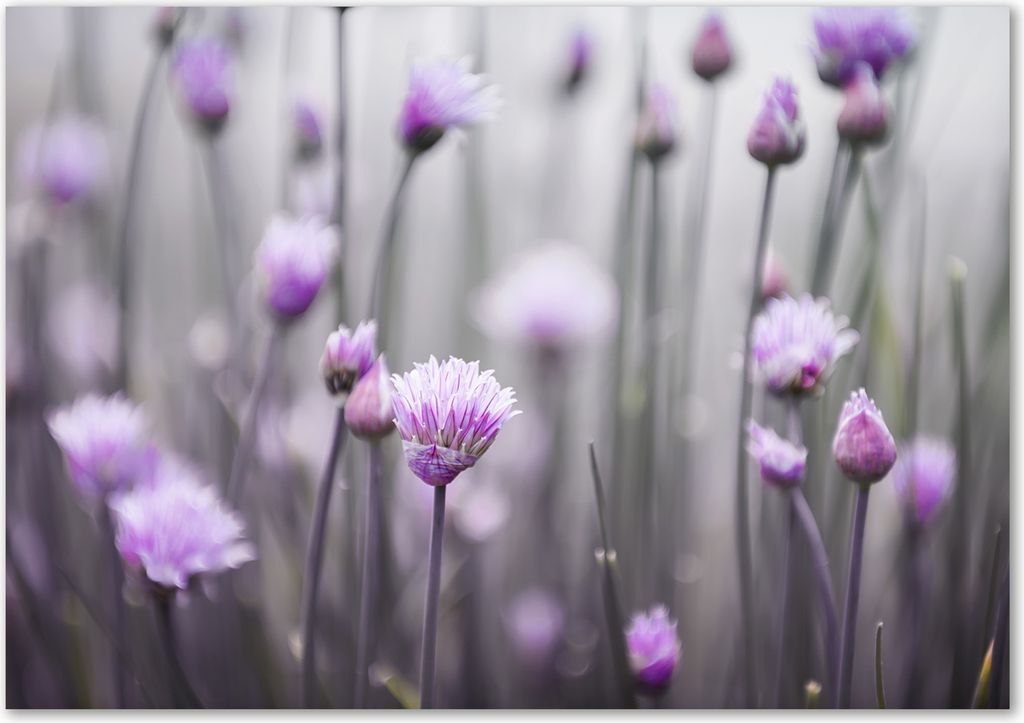 Tulup Glas-Bild - 100 x 70 - Wandbild aus Glas - Wandkunst - Wandbild hinter gehärtetem Sicherheitsglas - Blumen & Pflanzen - Schnittlauchblumen...