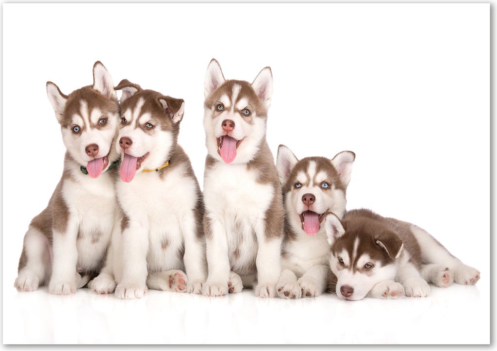 Tulup Leinwandbild - 100x70 cm - Wandkunst - Drucke auf Leinwand - Leinwanddruck - Tiere - Braun - Husky Welpen