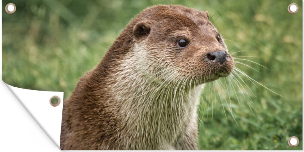 MuchoWow 160x80 cm Outdoor-Poster Gartendeko Sichtschutz Garten Poster für den Garten Otter im Gras