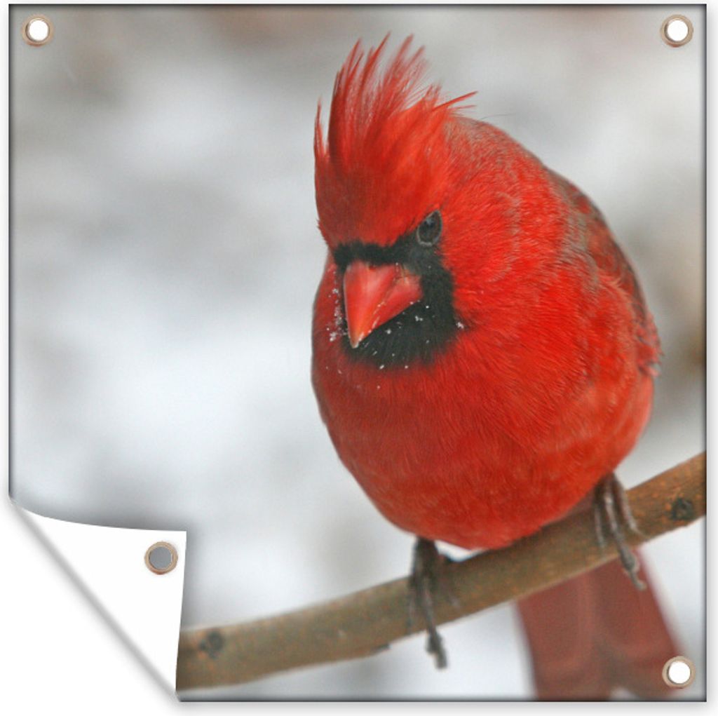 MuchoWow 50x50 cm Outdoor-Poster Gartendeko Sichtschutz Garten Poster für den Garten Roter Kardinal auf einem dünnen Zweig
