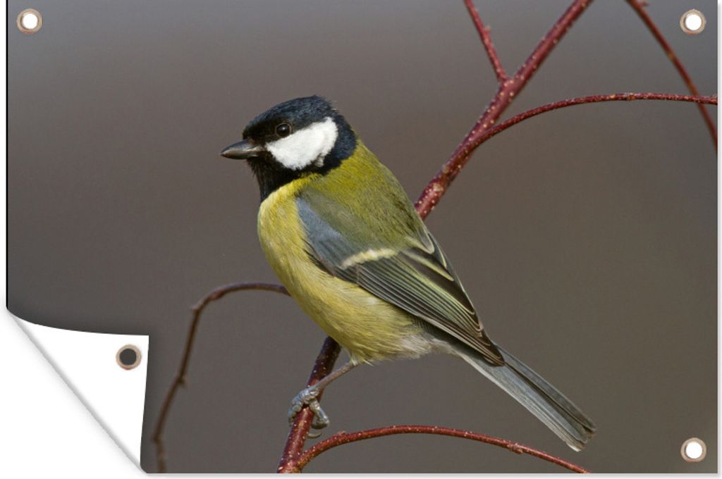 MuchoWow 60x40 cm Outdoor-Poster Gartendeko Sichtschutz Garten Poster für den Garten Porträt einer Kohlmeise auf einem roten Stiel