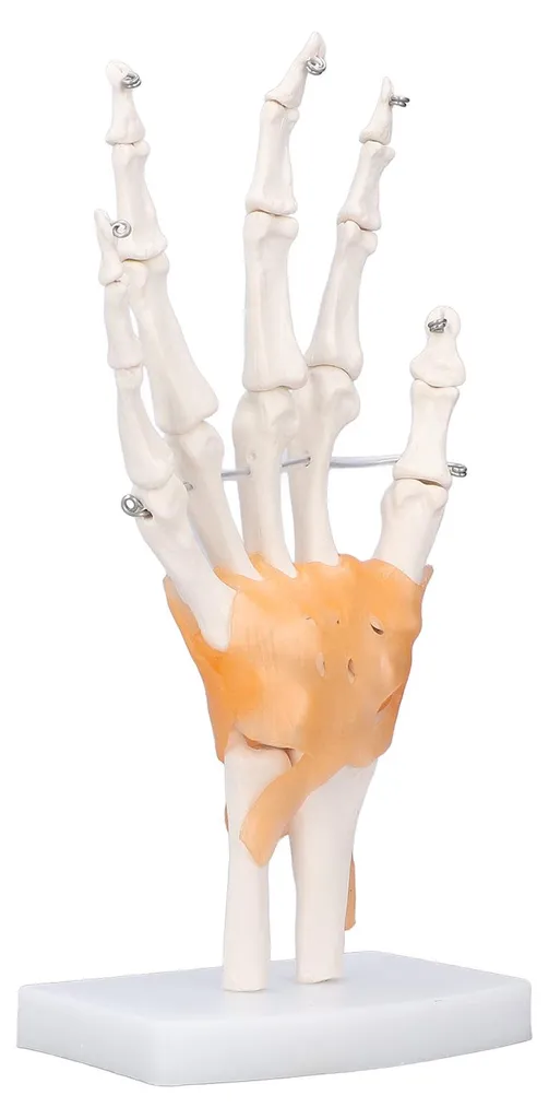 Main en PVC avec articulations mobiles - Taille réelle sur support - 9
