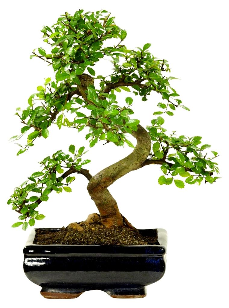 Bonsai-Baum mit Keramiktopf - Ligustrum, Ficus, Carmona, Podocarpus, Chinesische Ulme - ca. 6-9 Jahre (20cm Schale ca. 8 Jahre)