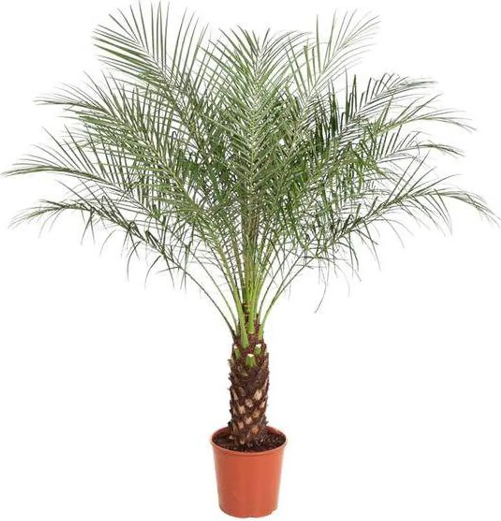 Plante d'intérieur increvable Phoenix roebelenii 150cm facile à vivre