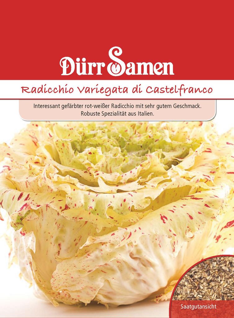 Artikelbild 1 von 'Radichhiosalat Variegata di Castelfranco' aus der Kategorie Radicchiosamen