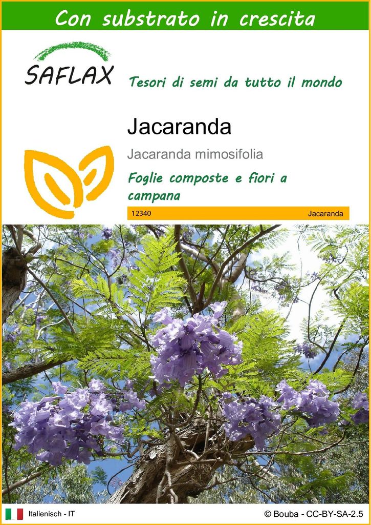 SAFLAX  - Jacaranda - 50 semi - Con substrato - Jacaranda Immagine del prodotto 