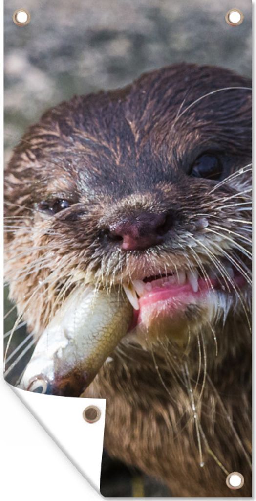 MuchoWow 80x160 cm Outdoor-Poster Gartendeko Sichtschutz Garten Poster für den Garten Otter frisst Fisch