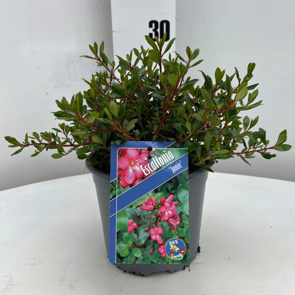 Escallonia Jamie PBR Arbuste Résistant aux Embruns et Vent de Mer
