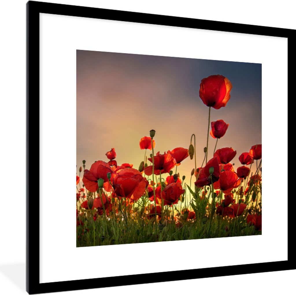 MuchoWow Gerahmtes Poster Bunter Himmel über einem Mohnblumenfeld in Dänemark 40x40 cm - Poster mit Schwarzem Bilderrahmen Wandposter Rahmen Fo...