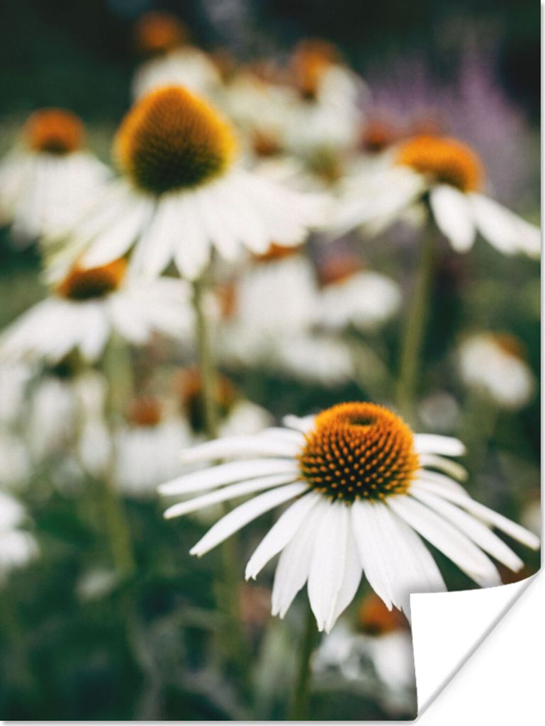 MuchoWow Poster Blumen - Herbst - Botanisch 30x40 cm - Wandplakat - Poster Kinderzimmer