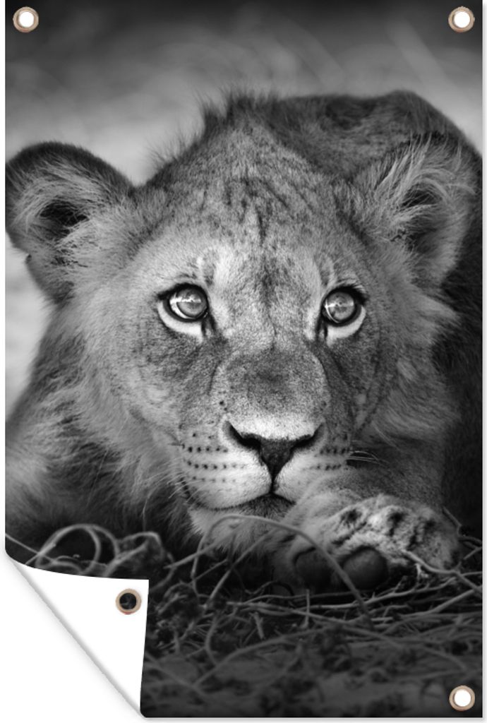 MuchoWow 40x60 cm Outdoor-Poster Gartendeko Sichtschutz Garten Poster für den Garten Wildtiere - Löwe - Natur - Schwarz - Weiß