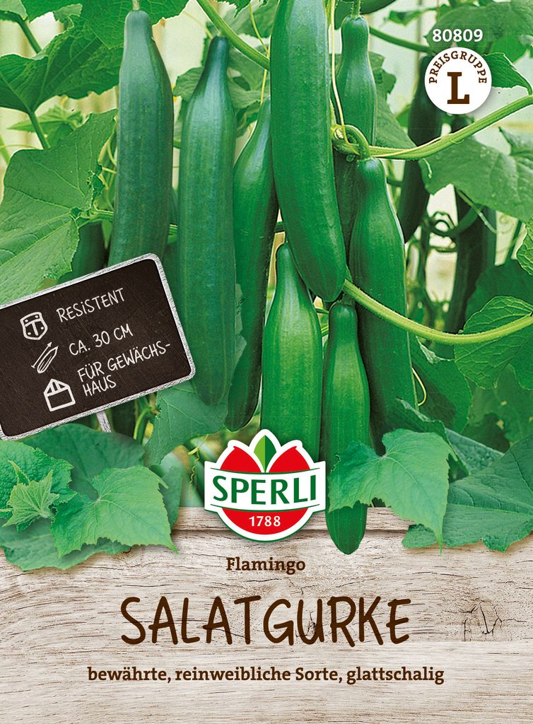 SPERLI Salatgurkensamen Flamingo F1 Cucumis sativus 4 Pflanzen