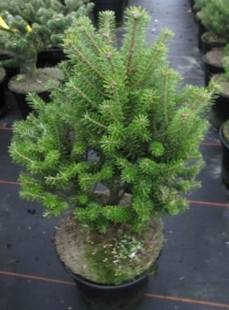Zwergkoreatanne Verdener Dom - Abies koreana Verdener Dom 25-30cm