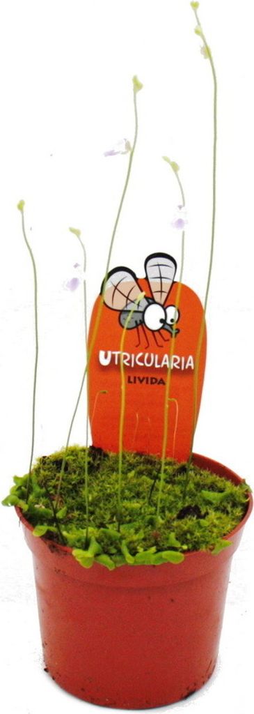 Plante carnivore - Tuyau d'eau - Utricularia livida - Pot Image du produit 