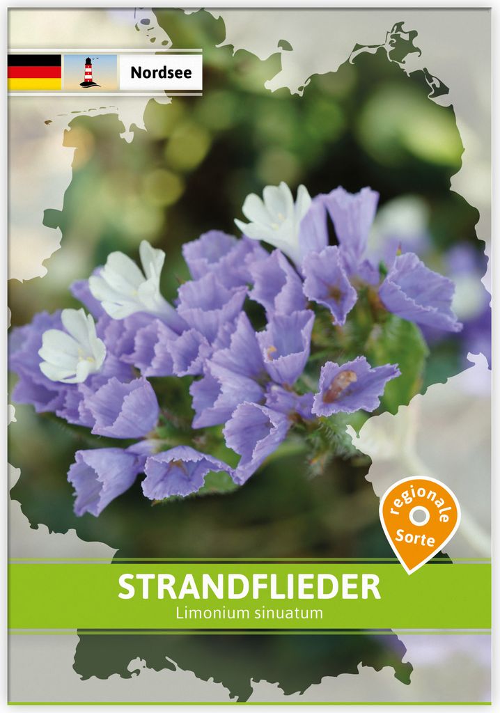 Strandflieder (Regionale Sorte Nordsee) | Saatgut für Werbezwecke von FLORTUS