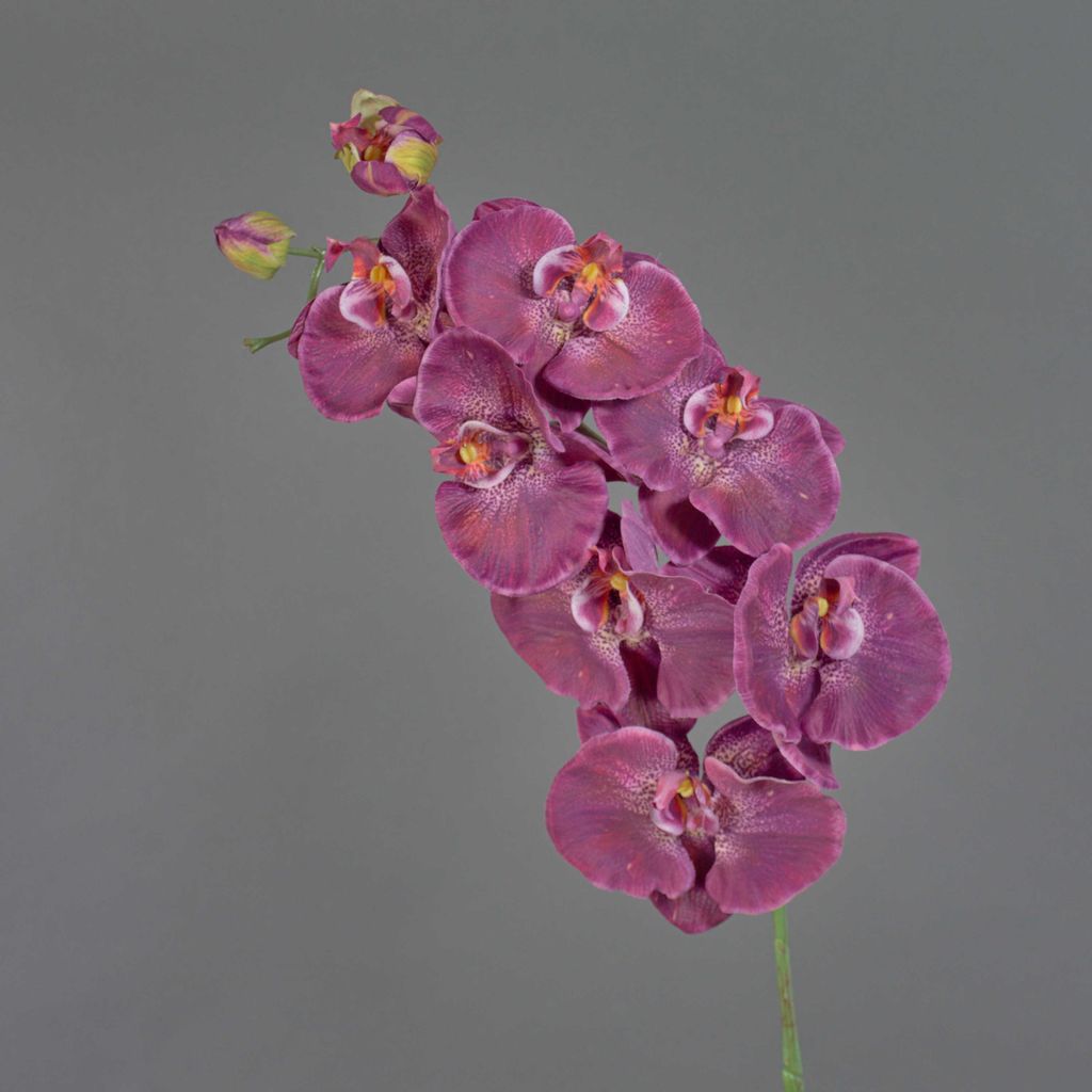 artplants.de Kunststoff Phalaenopsis Orchidee WESA, dunkelviolett-weiß, 100cm - Künstlicher Orchideenzweig