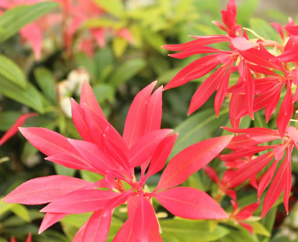 Pieris Forest Flame 30-40 cm : la solution pour colorer un coin d'ombre