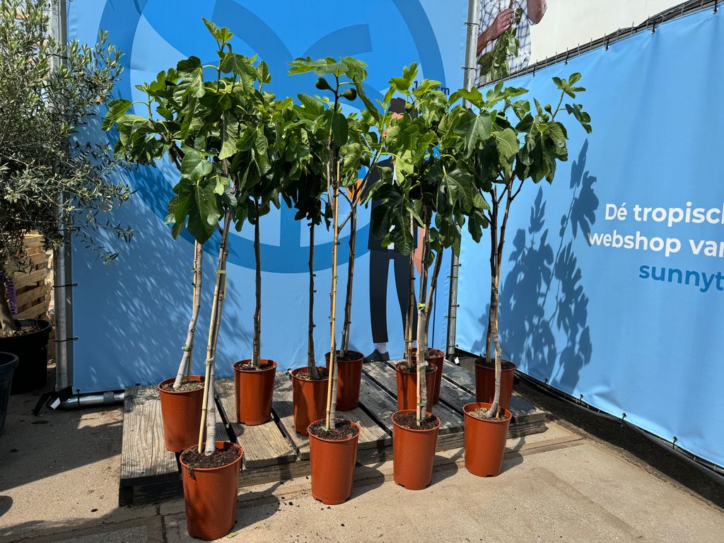 Several potted fig trees are displayed outdoors in front of a blue banner.