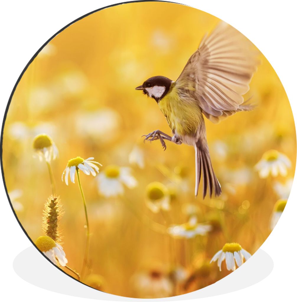 MuchoWow Aluminium Wandkreis Vogel - Kohlmeise - Blumen - Gänseblümchen Ø 30 cm Wanddeko Modern Wohnzimmer - Wand Bild - Wohnzimmer - Runde Bi...