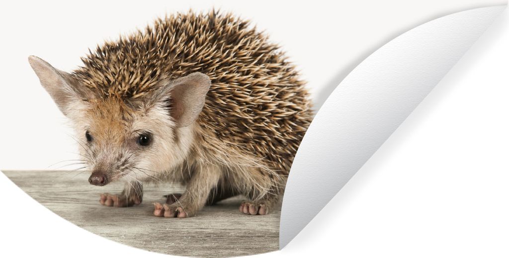 MuchoWow Runde Wandtattoo - Wandsticker Tapete Aufkleber Tiere - Igel - Baby Ø 80 cm Selbstklebend und Repositionierbar - Wandaufkleber - Kreis ...