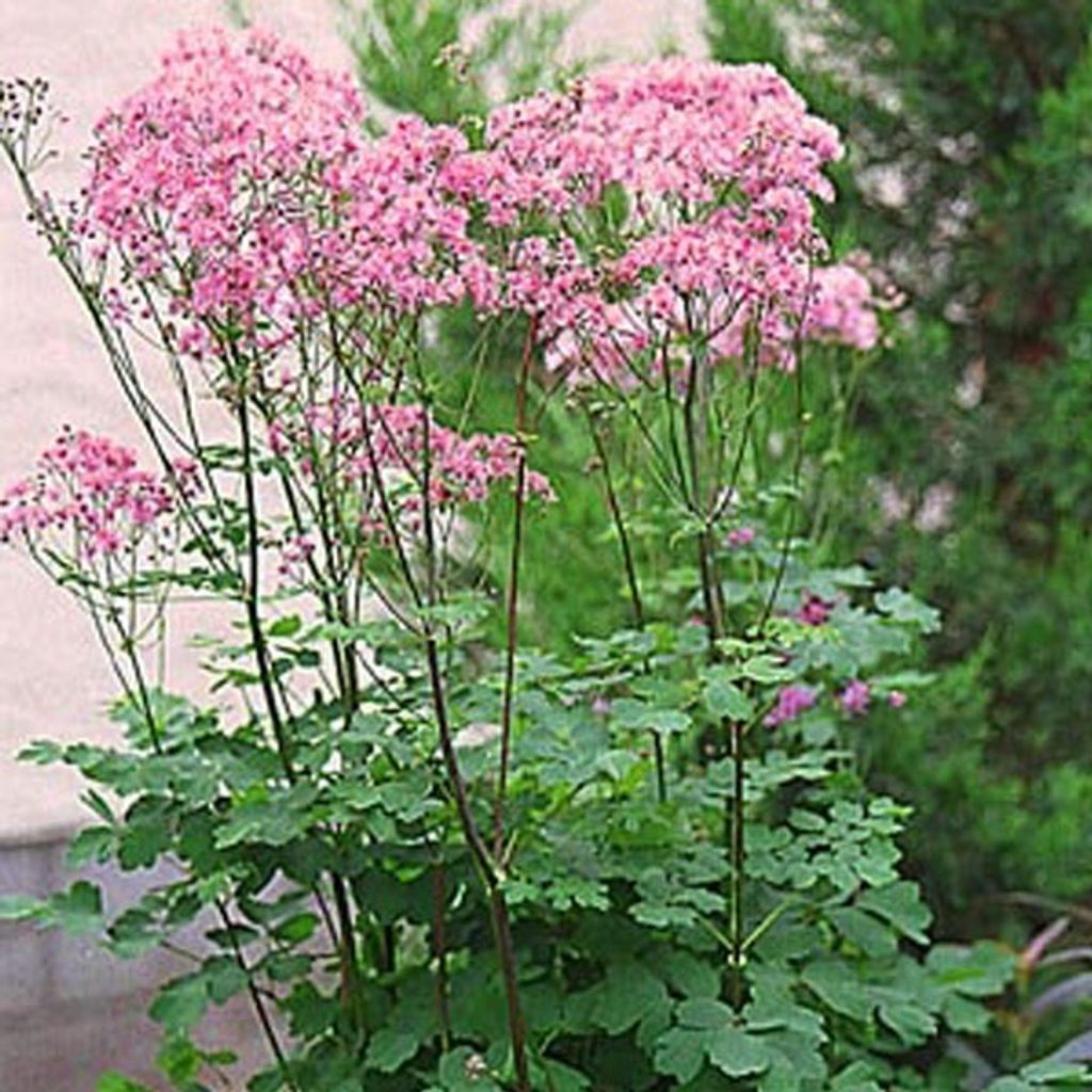 6 x Akeleiblättrige Wiesenraute - Thalictrum aquilegifolium | Topf 9cm x 9cm
