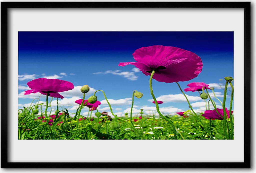Bild 60x40 MDF-Rahmen Wandkunst Sky Wiese Blumen Natur