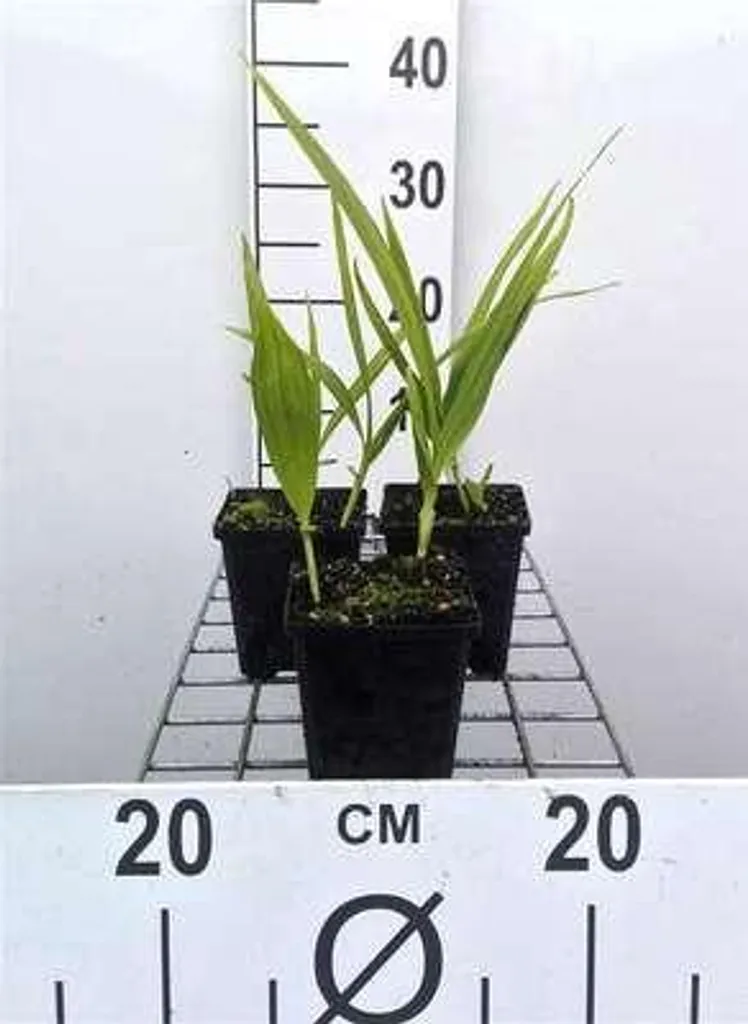 6 Bletilla striata - Orchidées de Jardin Hyacinthina en Pots de 9cm