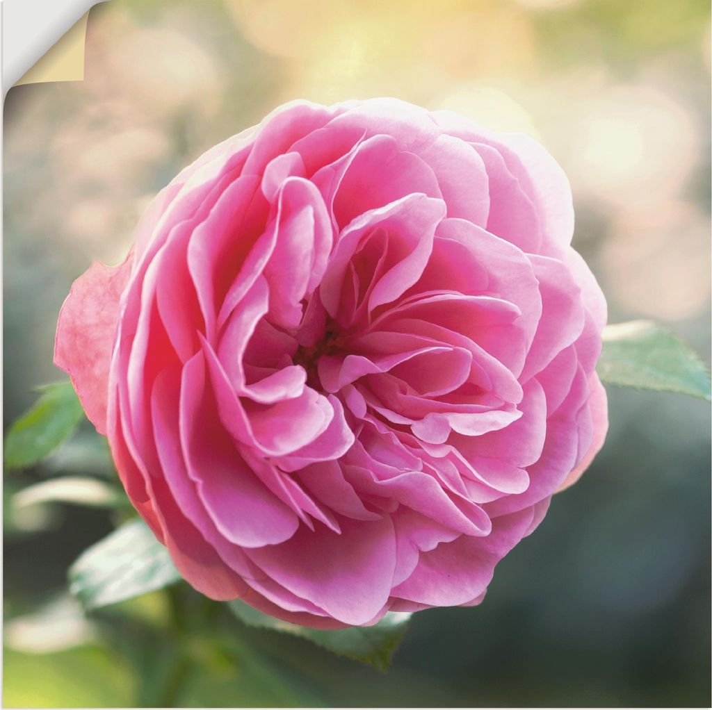 ARTland Wandbild, selbstklebend Rosa Rose im Gegenlicht Größe: 70x70 cm
