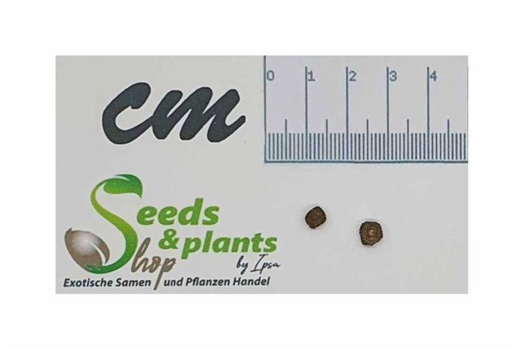 2x Musa argentii Bananen Baum Haus Zimmer Pflanzen - Samen ID1693