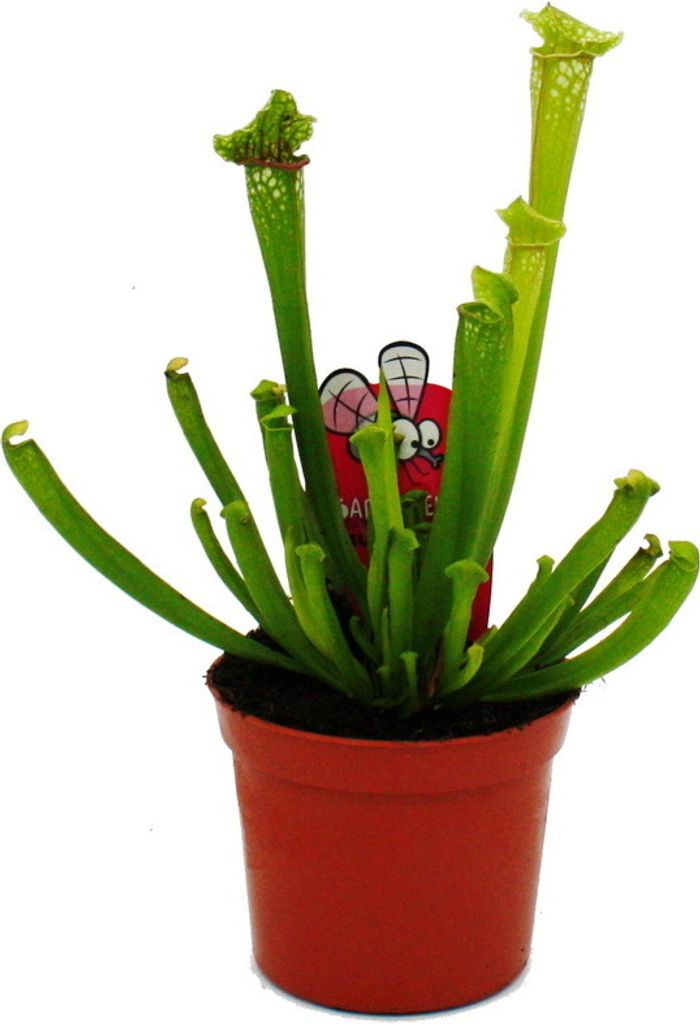 Schlauchpflanze - Sarracenia leucophylla - Fleischfressende Pflanze - 9cm Topf