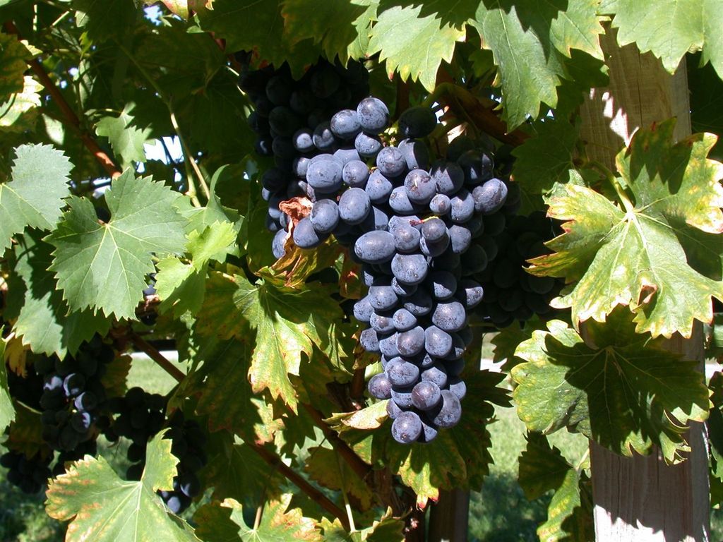 Weinrebe Attika 80-100 cm, im Topf - Vitis vinifera Produktbild 