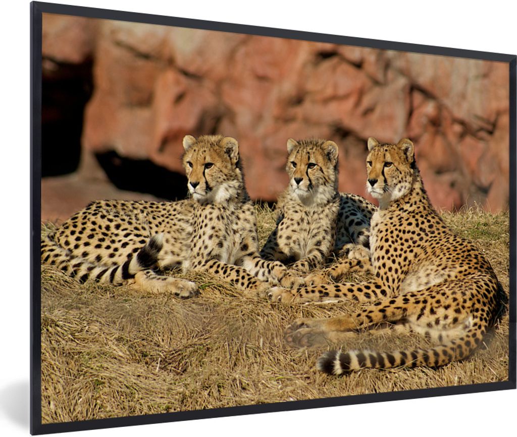 MuchoWow Gerahmtes Poster Gepardenmutter und -junge 30x20 cm - Poster mit Schwarzem Bilderrahmen Wandposter Rahmen Foto Bilder - Kunstdruck - Bil...