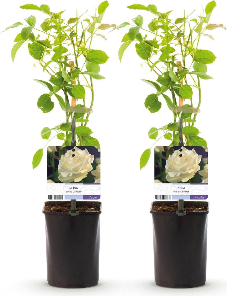 GreenboutiQ - Kletterrose - Rosa White Climber - Blüte Weiß Produktbild 