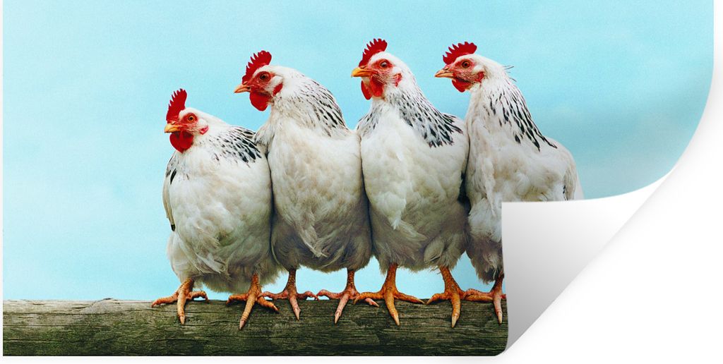 MuchoWow Wandtattoo Wandsticker Wandaufkleber Vier Hühner auf einem Stock 120x60 cm Selbstklebend und Repositionierbar - Sticker - Dekorfolie