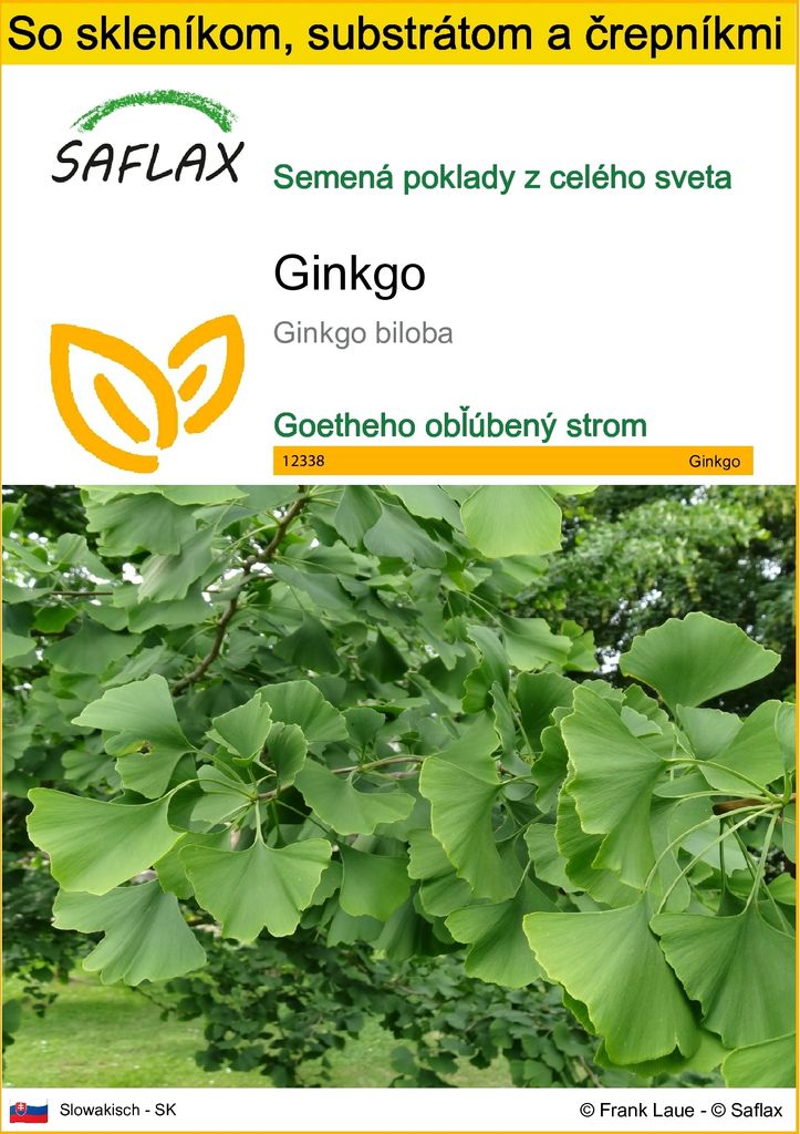 SAFLAX Kultivačný set - ginkgo - Ginkgo biloba - 4 Semená - Obrázok produktu 