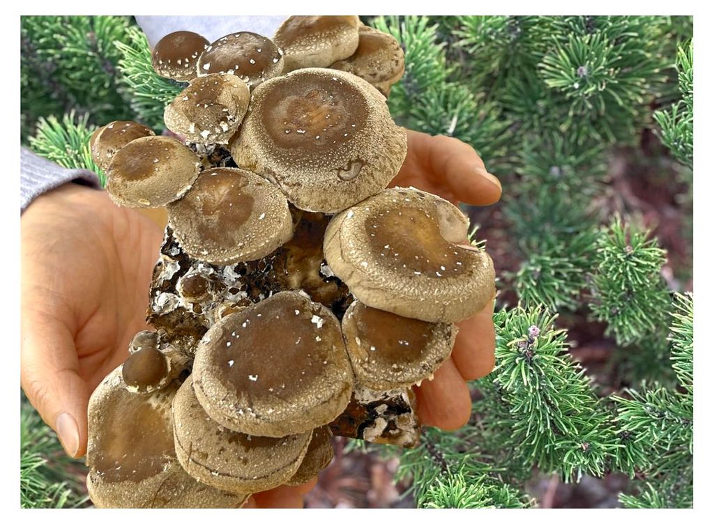 -Shiitake-Pilzzuchtset - für die eigene Pilzzucht