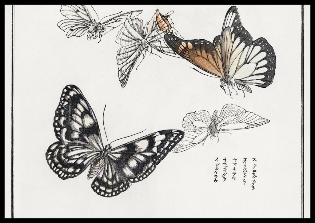 Plakat 66,5x46,5cm Illustrationen Schmetterlinge Morimoto Toko Japanisch Vintage für das Wohnzimmer