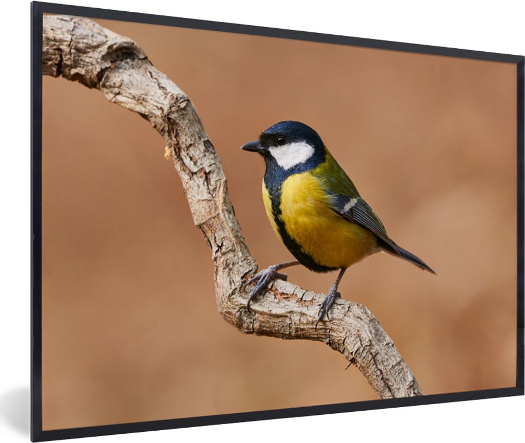 MuchoWow Gerahmtes Poster Vogel - Kohlmeise - Zweige 30x20 cm - Poster mit Schwarzem Bilderrahmen Wandposter Rahmen Foto Bilder - Kunstdruck - Bi...