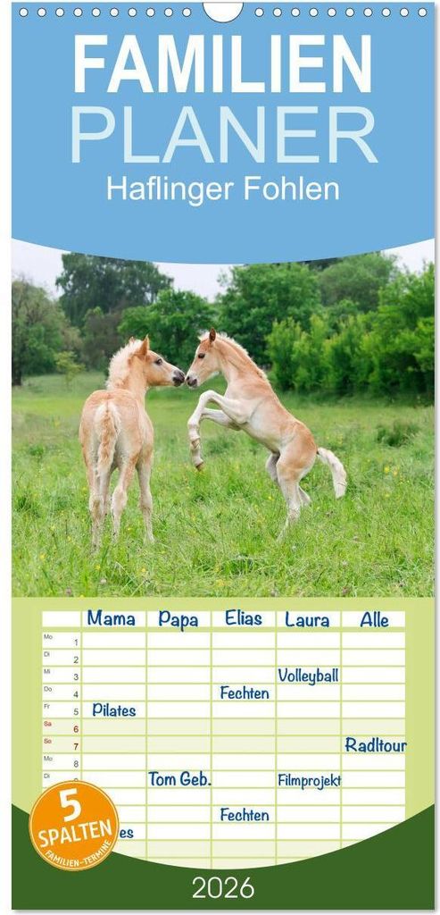 Familienplaner 2026 - Haflinger Fohlen mit 5 Spalten (Wandkalender, 21 x 45 cm) CALVENDO